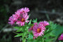 Herfstaster - Aster novae-angliae 'Alma Potschke'