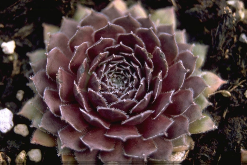 Sempervivum 'Pilatus'