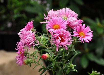 Herfstaster - Aster novae-angliae 'Rudelsburg'