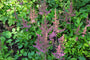 Spierstruik - Astilbe chinensis 'Intermezzo'