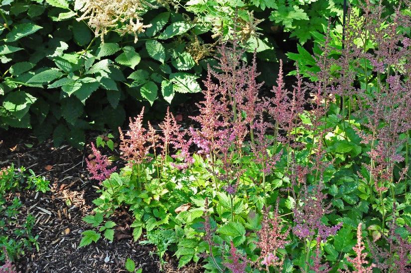 Spierstruik - Astilbe chinensis 'Intermezzo'