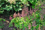 Spierstruik - Astilbe chinensis 'Intermezzo'