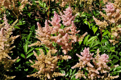Spierstruik - Astilbe 'Elizabeth Bloom'