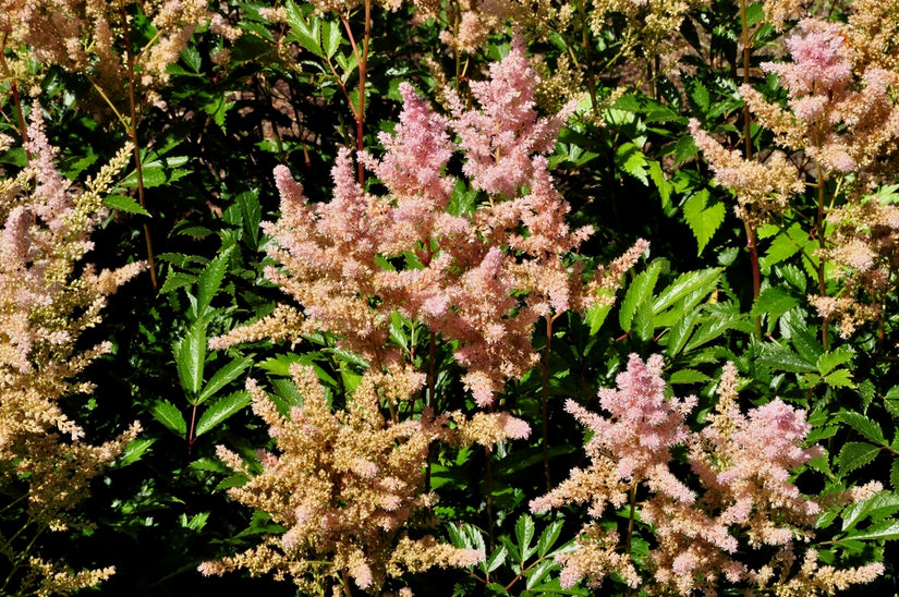 Saponaria 'Bressingham'