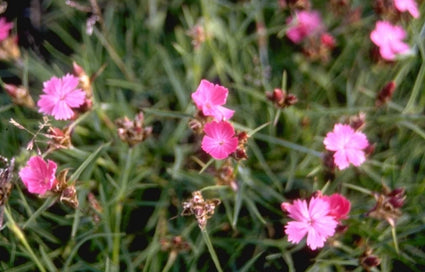 Kartuizer anjer - Dianthus carthusianorum var. humilis