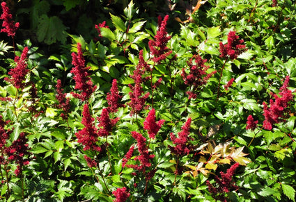 Spierstruik - Astilbe 'Montgomery'