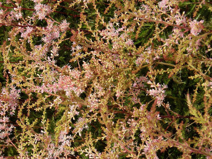 Spierstruik - Astilbe simplicifolia 'Sprite'