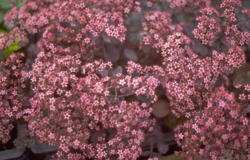 Vetkruid - Sedum 'Bertram Anderson'