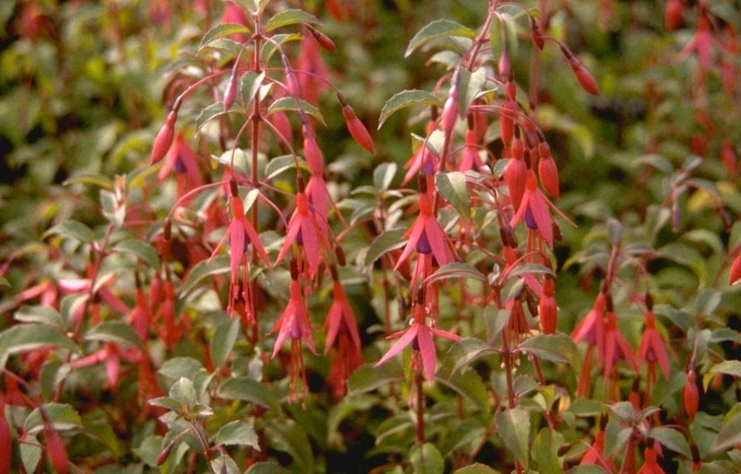 Bellenplant - Fuchsia 'Riccartonii'