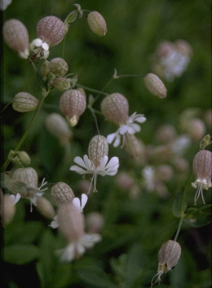 Blaassilene - Silene vulgaris
