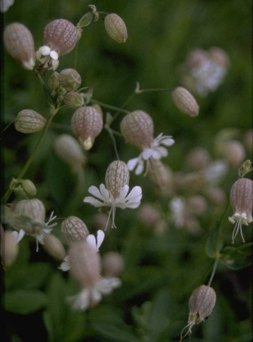Blaassilene - Silene vulgaris