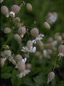 Blaassilene - Silene vulgaris