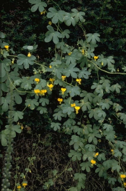 Tropaeolum peregrinum