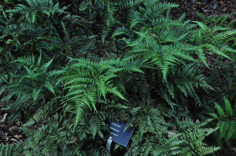 Japanse regenboogvaren - Athyrium niponicum 'Metallicum'