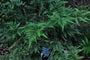 Japanse regenboogvaren - Athyrium niponicum 'Metallicum'