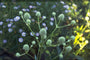 Yuccabladige kruisdistel - Eryngium yuccifolium