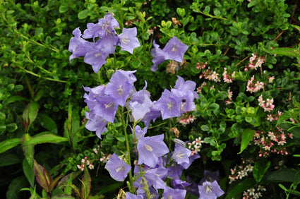 Klokjesbloem - Campanula persicifolia