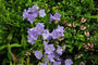 Klokjesbloem - Campanula persicifolia