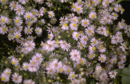 Aster cordifolius 'Silver Spray'