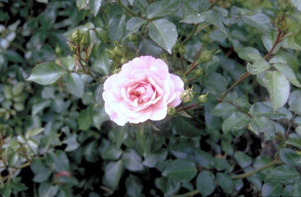 Trosroos - Rosa 'Bonica'