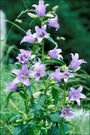 Ruig klokje Campanula trachelium