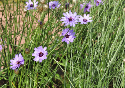 Blauwe strobloem - Catananche caerulea 'Major'