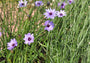 Blauwe strobloem - Catananche caerulea 'Major'