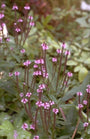 Blauwe Verbena - Verbena hastata 'Rosea'