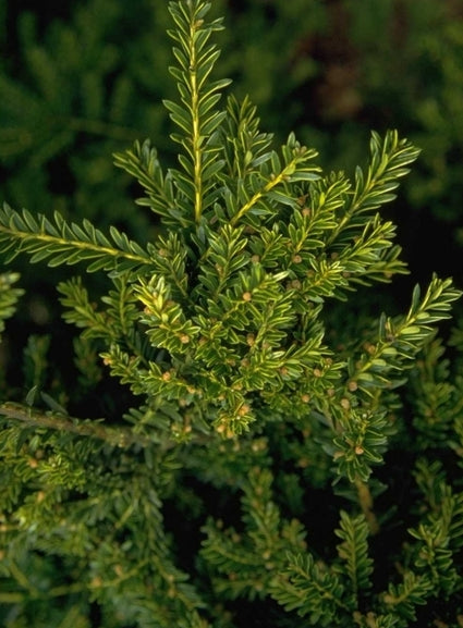 Taxus baccata 'Adpressa Aurea'