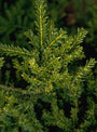 Taxus baccata 'Adpressa Aurea'