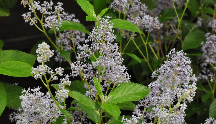 Herfstsering - Ceanothus 'Gloire de Versailles'