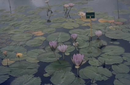 Waterlelie Nymphaea 'Rose Arey'