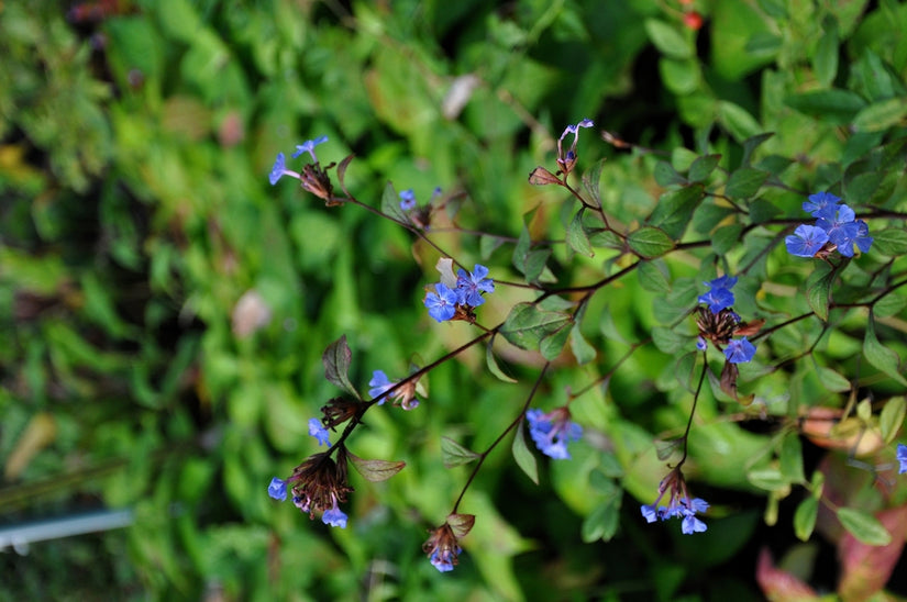 Loodkruid Ceratostigma willmottianum