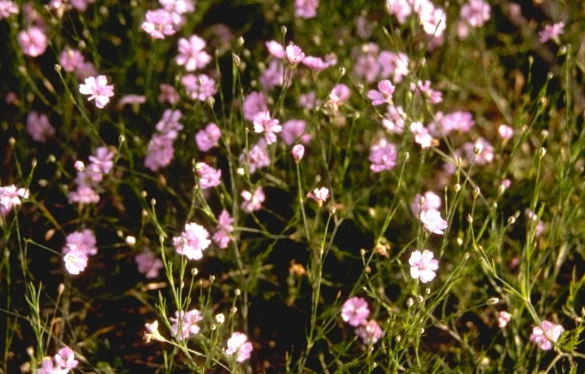 Petrorhagia saxifraga 'Rosette'