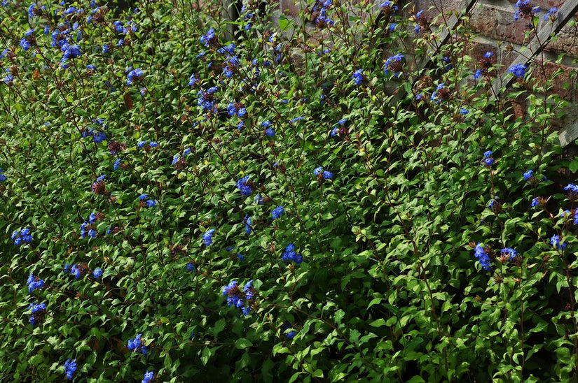 Loodkruid Ceratostigma willmottianum