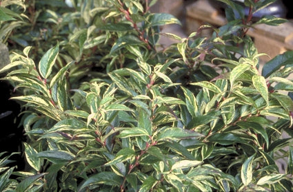 Druifheide - Leucothoe walteri 'Rainbow'