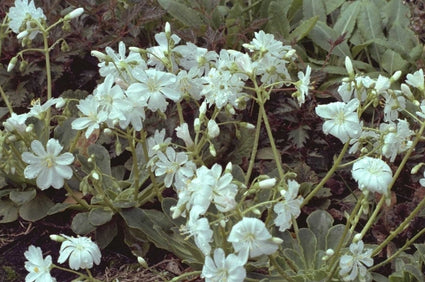 Lewisia cotyledon 'Alba'