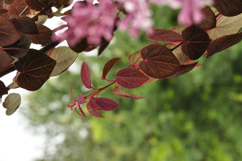 Cercidiphyllum japonicum