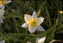 Daglelie - Hemerocallis 'Icecap'