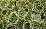 Vetkruid - Sedum pachyclados
