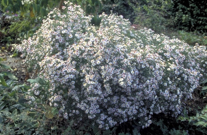 Kleine Aster Lateriflorus 'Valentin'