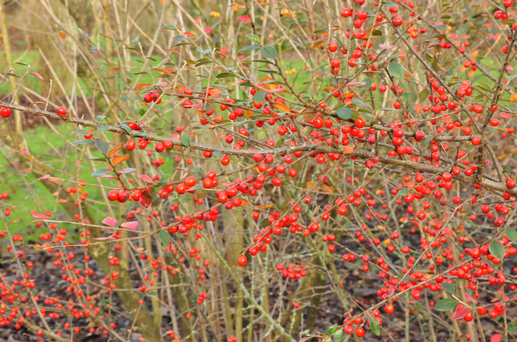 Zwergmispel - Cotoneaster dielsianus - Yarinde - Strauchart