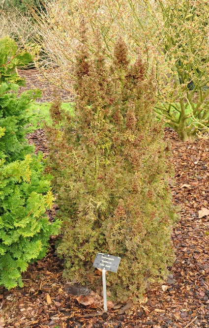 Japanse cipres - Chamaecyparis thyoides 'Andeleyensis'