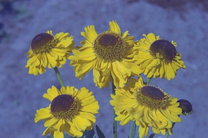 Zonnekruid - Helenium 'Wesergold'