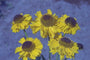 Zonnekruid - Helenium 'Wesergold'