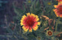 Kokardenbloem - Gaillardia 'Kobold'