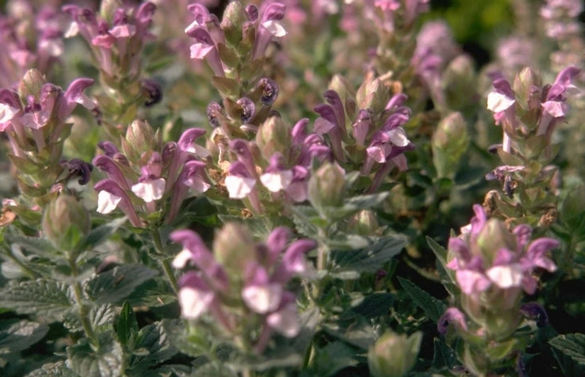 Scutellaria alpina 'Greencourt'