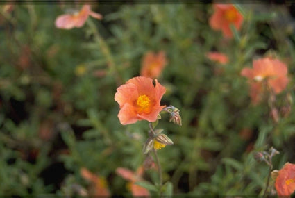 Zonneroosje - Helianthemum 'Victor Louise'