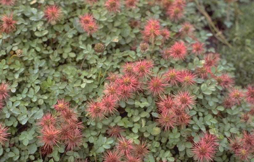 Stekelnootje - Acaena novae-zelandiae