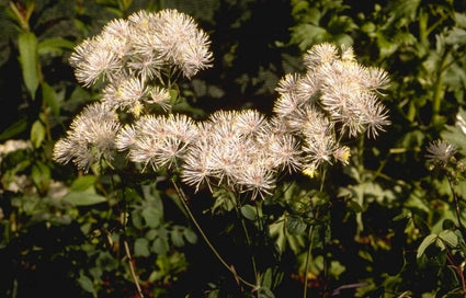 Thalictrum aquilegifolium 'Album'